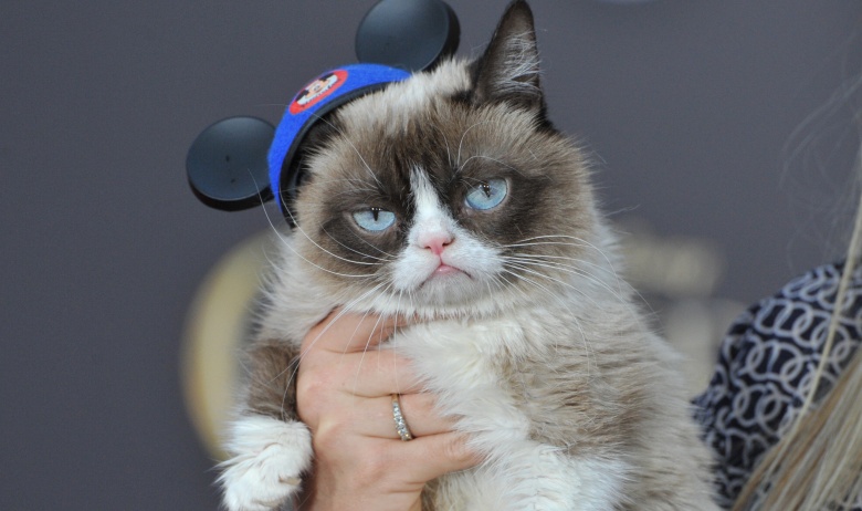 Grumpy Cat